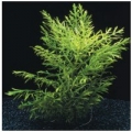 Hygrophila Difformis